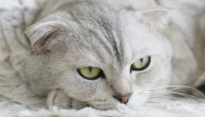 -中超球队比赛强度增加，竞技水平提升，中超球队比赛强度增加,竞技水平提升的原因