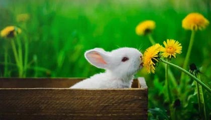 星空体育-兰斯主场_取胜里尔，实现反弹连胜，兰斯足球俱乐部